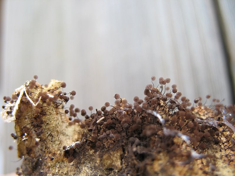 2008   Atelier myxo   Cribraria nigra 004